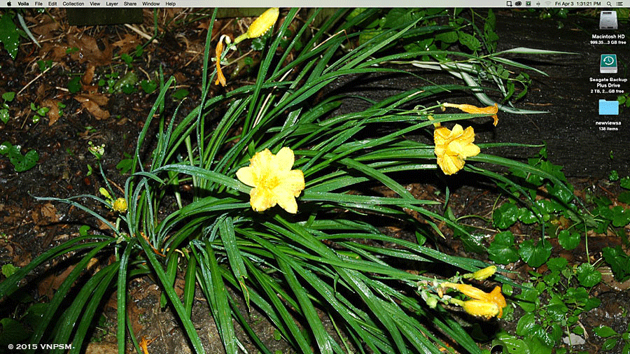 April 4,  2015 - Spring width=