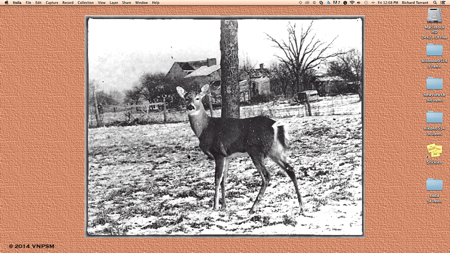 June 21, 2014 -  Deer and NEWS clipping