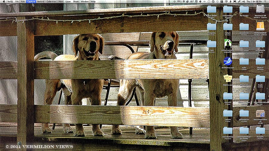 July 9, 2011 - OOC Dogs