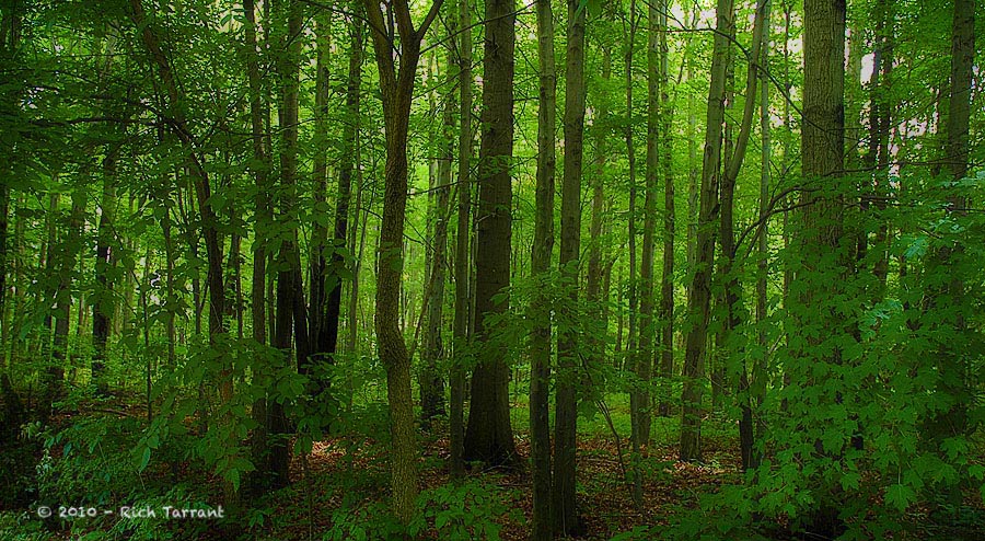 Moes Wood